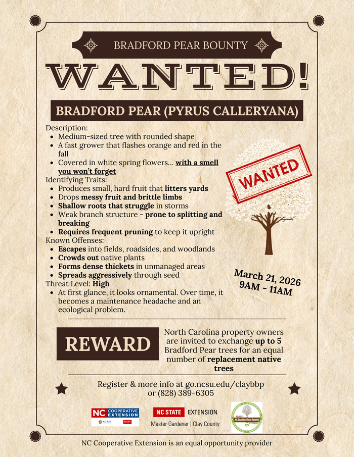 Wanted-style poster for Bradford Pear Bounty. March 21, 2026, 9–11 AM. NC property owners can exchange up to 5 Bradford pear trees for native replacements. Register at go.ncsu.edu/claybbp.