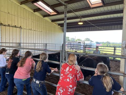 Youth gathered around a pen of black cattle.