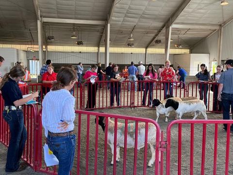 Youther gathered around pen of 3 sheep judgeing them