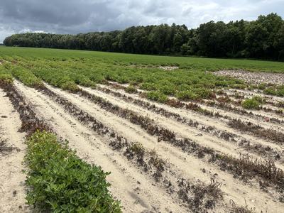 Spot in a field with various levels of zinc and soil pH.
