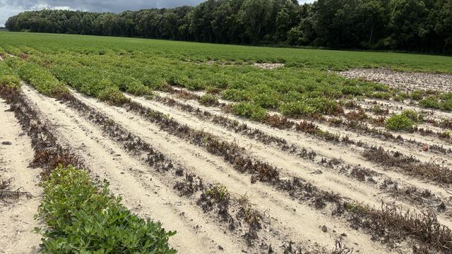 Spot in a field with various levels of zinc and soil pH.