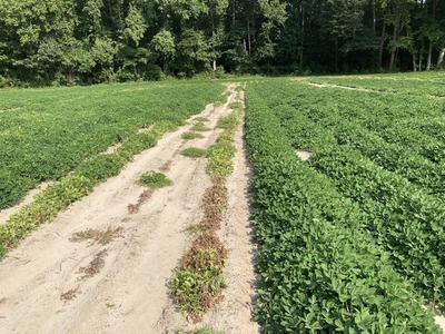 Strip with damage from zink