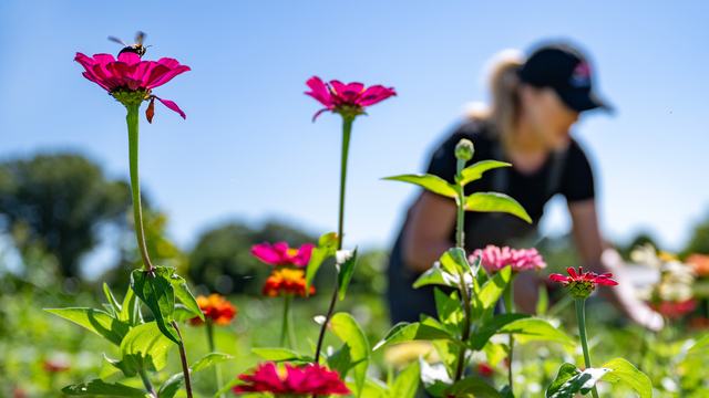 A bee lands on a zinnia.