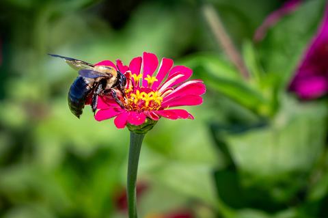 bee on pink flower