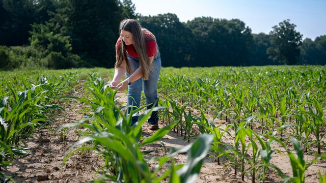 Alexis Alsdorf, a FFAR Fellow, is inspecting a row of corn at about knee height.