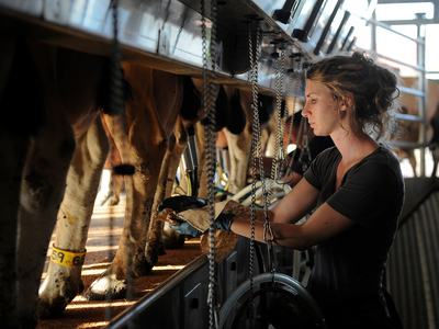 Milking palor work