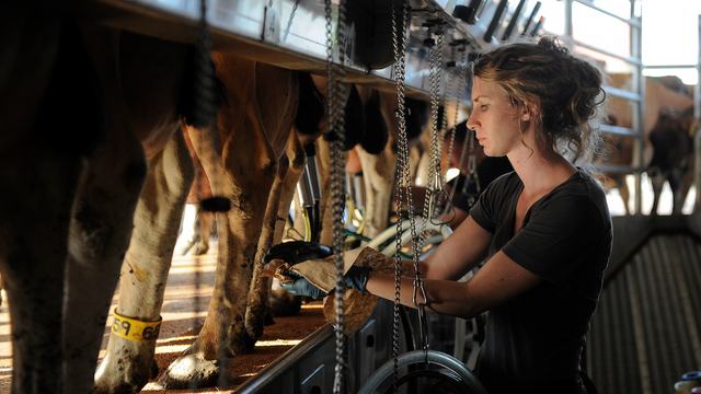 Milking palor work