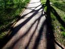 Brick walkway with tree shadows cast over it.