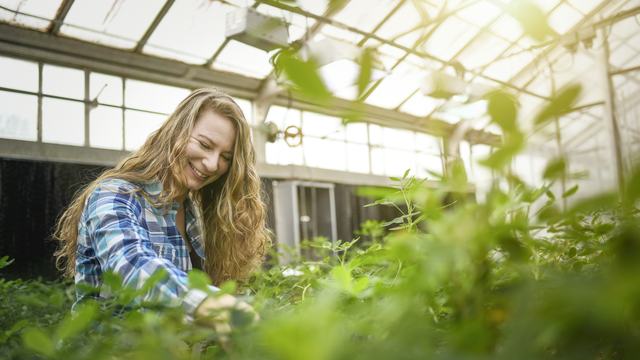 A young woman smiles as she works on a vine growing in a greenhouse