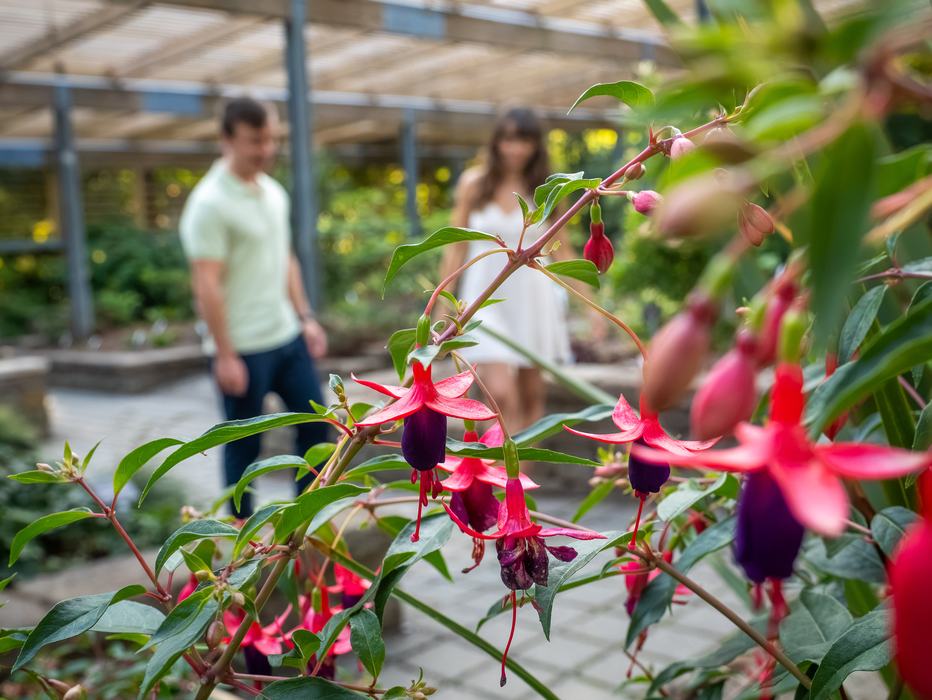 Fuchsia flowers in the greenhouse.