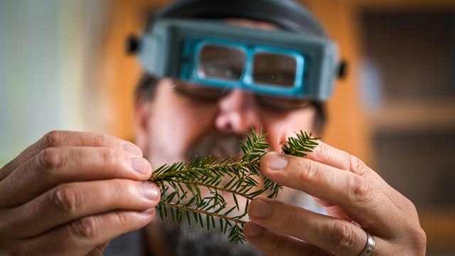 Professor and Associate Department Head Steve Franks closley examines evergreen tree needles