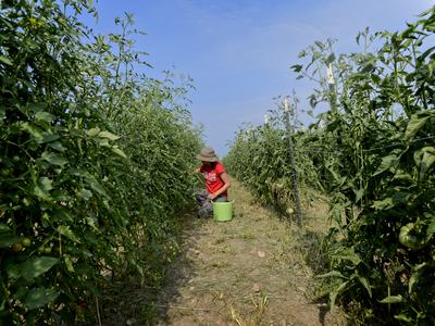 A person wearing a hat, kneels to harvest produce in a staked row of vegetables.