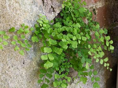 3-lobed leaves alternately arranged on a stem