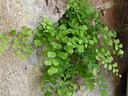 3-lobed leaves alternately arranged on a stem