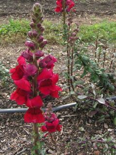 Antirrhinum_Opus_III/IV_Red