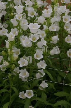 campanula_champion_white_improved