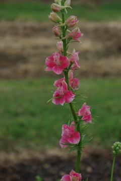 Consolida 'Rosy Red'
