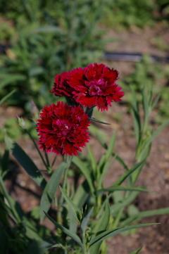 Dianthus 'Fandango Crimson'