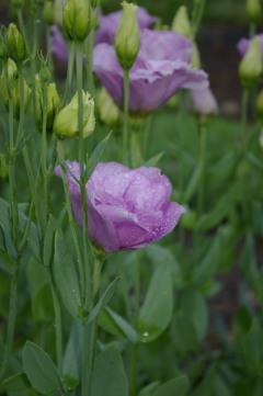 Eustoma 'ABC Lavender 91863'