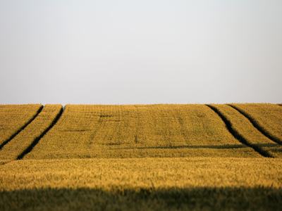 a sprayed field