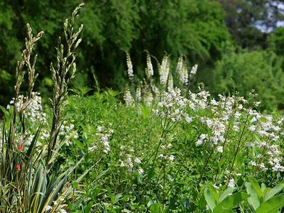 shot of one of the beds in the pollinator garden in Late April