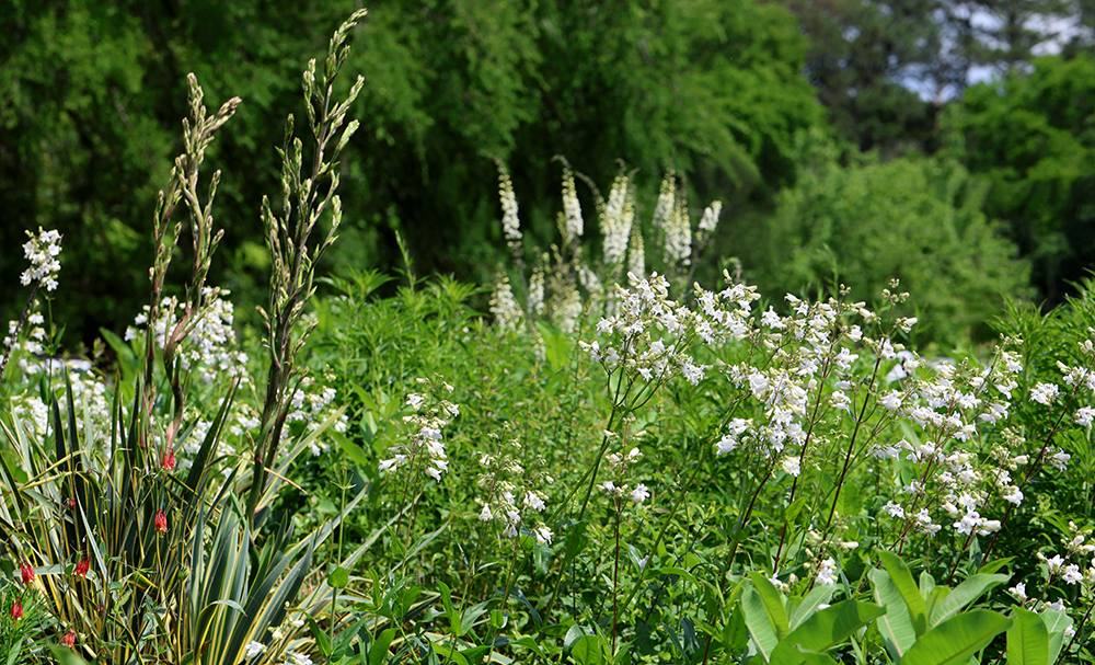 spring shot of the pollinator garden