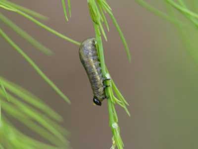 Asparagus beetle larva