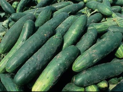 cucumbers