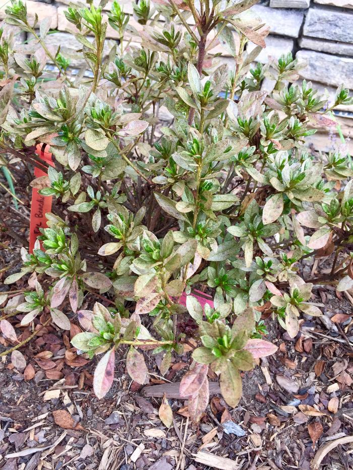azalea lacebug damaged leaves