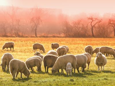 Sheep eating grass in a field.