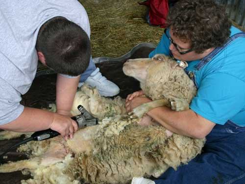 Two people holding a sheep on its back while shearing it with electric clippers