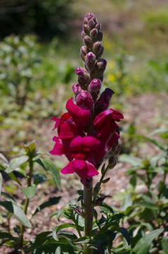 Snapdragon 'Animation Royal Purple'