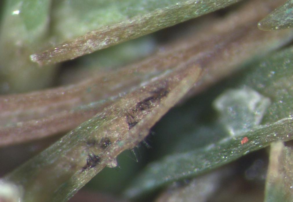 anthracnose-signs-acervuli-lbc