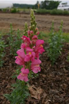 Antirrhinum 'Animation Rose'
