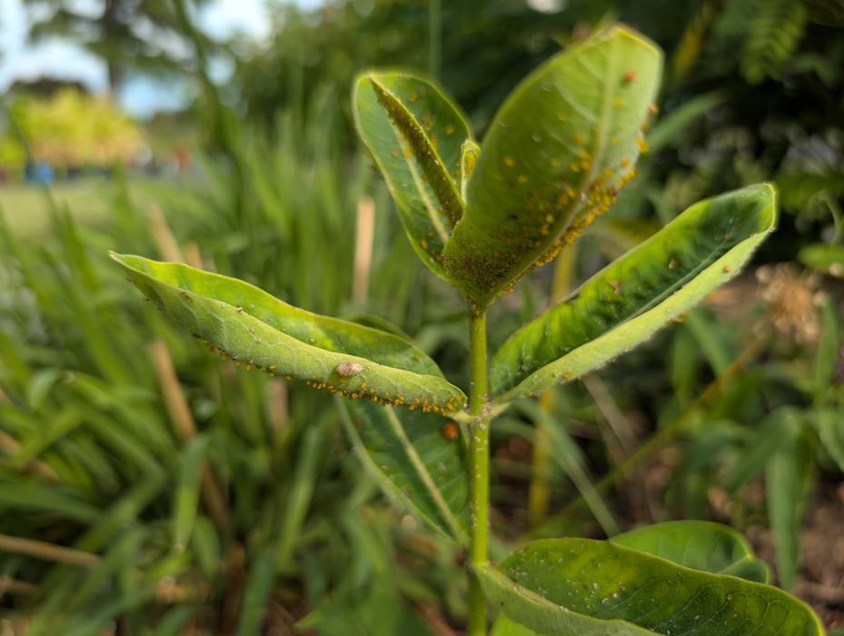 plant leaf with insects