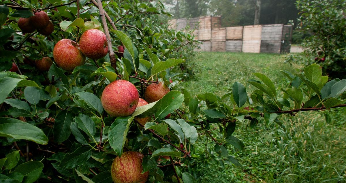 Bins in an apple orchard at harvest