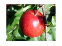 Apple hanging in a tree.