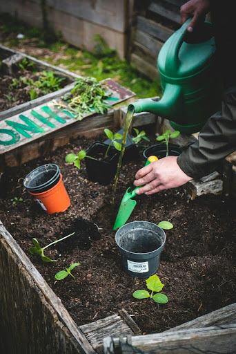 Planting seedlings in a raised bed