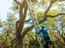 Arborist climbing a ladder leaning on a tree.