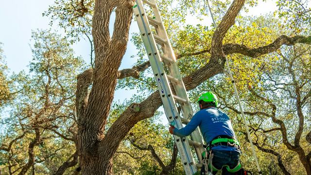 Arborist climbing a ladder leaning on a tree.