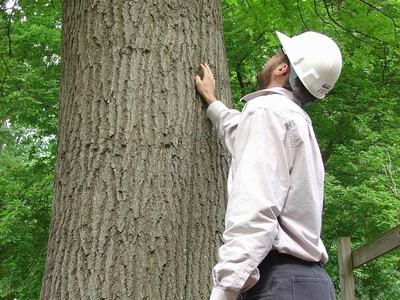 Man looking at tree