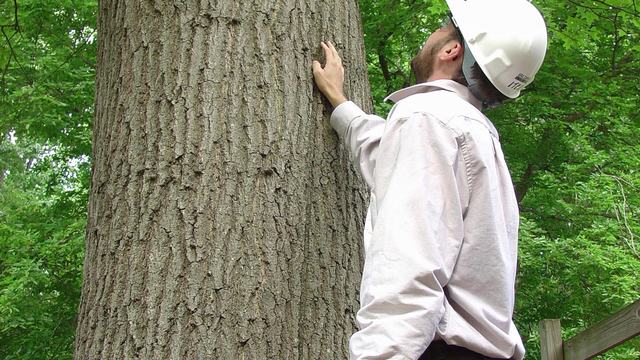 Man looking at tree