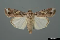 fall armyworm adult male moth