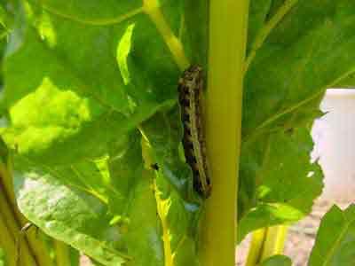 Fall armyworm on Swiss chard