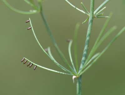 asparagus beetle eggs laid on ferns