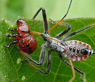 assassin bug feeding on Colorado potato beetle larva