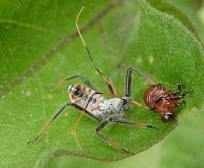 assassin bug feeding on Colorado potato beetle larva