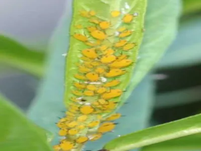 Small, soft-bodied insects such as aphids, mealybugs, thrips, scale crawlers, and
spider mites are most susceptible to the soaps.