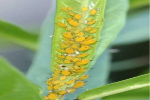 Small, soft-bodied insects such as aphids, mealybugs, thrips, scale crawlers, andspider mites are most susceptible to the soaps.