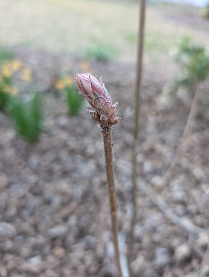 azalea bud about to break in the spring time